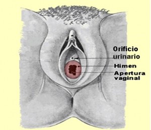 vulva