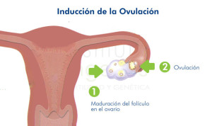 esquema-inducción-ovulación