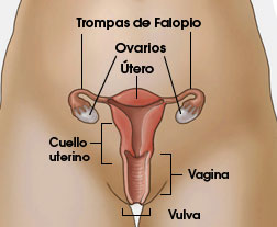 pelvicillustrationspan_lg