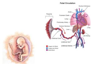 celulas-madre-del-cordon-umbilical